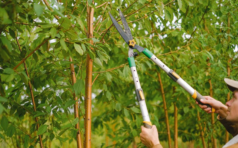 Tree trimming in Hubertus, WI